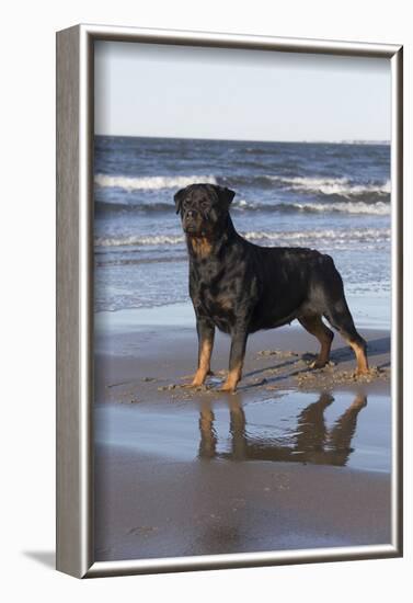 Rottweiler at Ocean's Edge on a Long Island Sound Beach, Madison, Connecticut, USA-Lynn M^ Stone-Framed Photographic Print