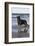 Rottweiler at Ocean's Edge on a Long Island Sound Beach, Madison, Connecticut, USA-Lynn M^ Stone-Framed Photographic Print