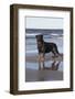 Rottweiler at Ocean's Edge on a Long Island Sound Beach, Madison, Connecticut, USA-Lynn M^ Stone-Framed Photographic Print