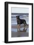 Rottweiler at Ocean's Edge on a Long Island Sound Beach, Madison, Connecticut, USA-Lynn M^ Stone-Framed Photographic Print