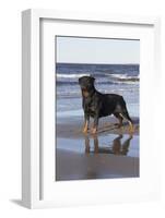 Rottweiler at Ocean's Edge on a Long Island Sound Beach, Madison, Connecticut, USA-Lynn M^ Stone-Framed Photographic Print
