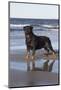 Rottweiler at Ocean's Edge on a Long Island Sound Beach, Madison, Connecticut, USA-Lynn M^ Stone-Mounted Photographic Print