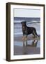 Rottweiler at Ocean's Edge on a Long Island Sound Beach, Madison, Connecticut, USA-Lynn M^ Stone-Framed Photographic Print