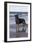 Rottweiler at Ocean's Edge on a Long Island Sound Beach, Madison, Connecticut, USA-Lynn M^ Stone-Framed Photographic Print