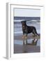 Rottweiler at Ocean's Edge on a Long Island Sound Beach, Madison, Connecticut, USA-Lynn M^ Stone-Framed Photographic Print