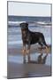 Rottweiler at Ocean's Edge on a Long Island Sound Beach, Madison, Connecticut, USA-Lynn M^ Stone-Mounted Photographic Print