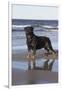 Rottweiler at Ocean's Edge on a Long Island Sound Beach, Madison, Connecticut, USA-Lynn M^ Stone-Framed Photographic Print