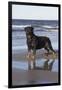 Rottweiler at Ocean's Edge on a Long Island Sound Beach, Madison, Connecticut, USA-Lynn M^ Stone-Framed Photographic Print