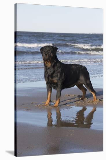 Rottweiler at Ocean's Edge on a Long Island Sound Beach, Madison, Connecticut, USA-Lynn M^ Stone-Stretched Canvas