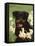 Rottweiler Dog Amongst Daffodils, USA-Lynn M. Stone-Framed Stretched Canvas