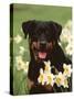 Rottweiler Dog Amongst Daffodils, USA-Lynn M. Stone-Stretched Canvas