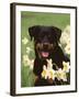 Rottweiler Dog Amongst Daffodils, USA-Lynn M. Stone-Framed Photographic Print