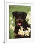 Rottweiler Dog Amongst Daffodils, USA-Lynn M. Stone-Framed Photographic Print