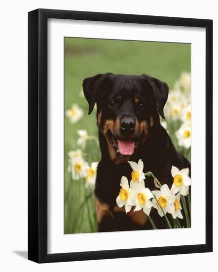 Rottweiler Dog Amongst Daffodils, USA-Lynn M. Stone-Framed Photographic Print