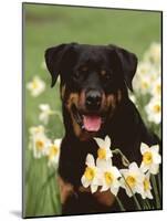 Rottweiler Dog Amongst Daffodils, USA-Lynn M. Stone-Mounted Photographic Print