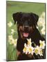 Rottweiler Dog Amongst Daffodils, USA-Lynn M. Stone-Mounted Photographic Print