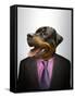 Rottweiler Dog Dressed Up As Formal Business Man-Nosnibor137-Framed Stretched Canvas