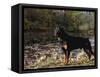 Rottweiler Dog, Illinois, USA-Lynn M. Stone-Framed Stretched Canvas