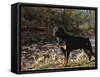 Rottweiler Dog, Illinois, USA-Lynn M. Stone-Framed Stretched Canvas