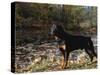 Rottweiler Dog, Illinois, USA-Lynn M. Stone-Stretched Canvas