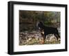 Rottweiler Dog, Illinois, USA-Lynn M. Stone-Framed Premium Photographic Print