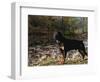 Rottweiler Dog, Illinois, USA-Lynn M. Stone-Framed Premium Photographic Print