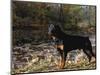 Rottweiler Dog, Illinois, USA-Lynn M. Stone-Mounted Premium Photographic Print