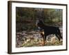 Rottweiler Dog, Illinois, USA-Lynn M. Stone-Framed Photographic Print