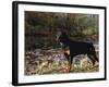 Rottweiler Dog, Illinois, USA-Lynn M. Stone-Framed Photographic Print