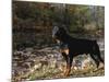 Rottweiler Dog, Illinois, USA-Lynn M. Stone-Mounted Photographic Print