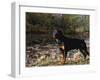 Rottweiler Dog, Illinois, USA-Lynn M. Stone-Framed Photographic Print