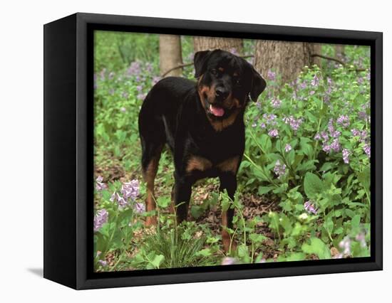 Rottweiler Dog in Woodland, USA-Lynn M. Stone-Framed Stretched Canvas