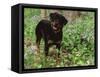 Rottweiler Dog in Woodland, USA-Lynn M. Stone-Framed Stretched Canvas