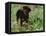 Rottweiler Dog in Woodland, USA-Lynn M. Stone-Framed Stretched Canvas