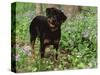 Rottweiler Dog in Woodland, USA-Lynn M. Stone-Stretched Canvas