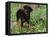 Rottweiler Dog in Woodland, USA-Lynn M. Stone-Framed Stretched Canvas