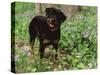 Rottweiler Dog in Woodland, USA-Lynn M. Stone-Stretched Canvas