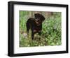 Rottweiler Dog in Woodland, USA-Lynn M. Stone-Framed Premium Photographic Print