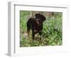 Rottweiler Dog in Woodland, USA-Lynn M. Stone-Framed Premium Photographic Print