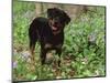 Rottweiler Dog in Woodland, USA-Lynn M. Stone-Mounted Premium Photographic Print