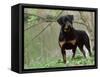 Rottweiler Dog in Woodland, USA-Lynn M. Stone-Framed Stretched Canvas