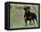 Rottweiler Dog in Woodland, USA-Lynn M. Stone-Framed Stretched Canvas