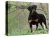 Rottweiler Dog in Woodland, USA-Lynn M. Stone-Stretched Canvas