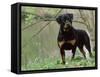 Rottweiler Dog in Woodland, USA-Lynn M. Stone-Framed Stretched Canvas