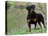 Rottweiler Dog in Woodland, USA-Lynn M. Stone-Stretched Canvas