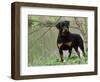 Rottweiler Dog in Woodland, USA-Lynn M. Stone-Framed Premium Photographic Print