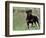 Rottweiler Dog in Woodland, USA-Lynn M. Stone-Framed Premium Photographic Print