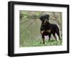 Rottweiler Dog in Woodland, USA-Lynn M. Stone-Framed Premium Photographic Print
