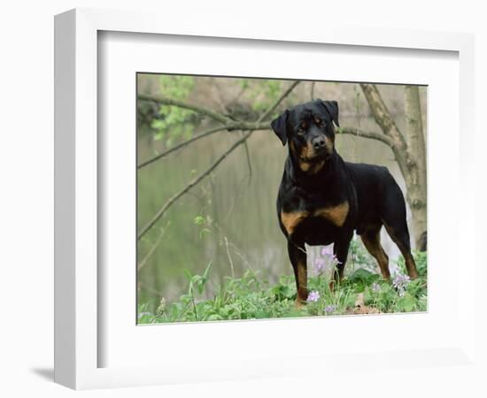 Rottweiler Dog in Woodland, USA-Lynn M. Stone-Framed Premium Photographic Print