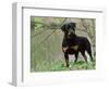 Rottweiler Dog in Woodland, USA-Lynn M. Stone-Framed Premium Photographic Print